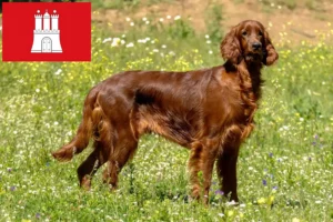 Read more about the article Irish Red Setter tenyésztők és kölykök Hamburgban