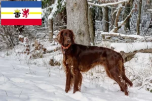 Read more about the article Irish Red Setter tenyésztők és kölykök Mecklenburg-Elő-Pomeránia tartományban