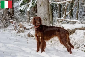 Read more about the article Irish Red Setter tenyésztők és kölykök Olaszországban