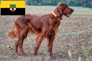 Read more about the article Irish Red Setter tenyésztők és kölykök Szász-Anhalt tartományban