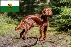 Read more about the article Irish Red Setter tenyésztők és kölykök Szászországban