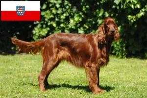 Read more about the article Irish Red Setter tenyésztők és kölykök Türingiában