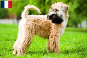 Read more about the article Ír Soft Coated Wheaten Terrier tenyésztők és kölykök Franciaországban