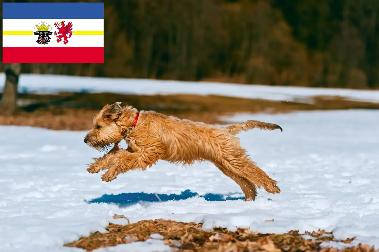 Read more about the article Irish Soft Coated Wheaten Terrier tenyésztők és kiskutyák Mecklenburg-Vorpommern területén