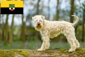 Read more about the article Irish Soft Coated Wheaten Terrier tenyésztők és kölykök Szász-Anhaltban