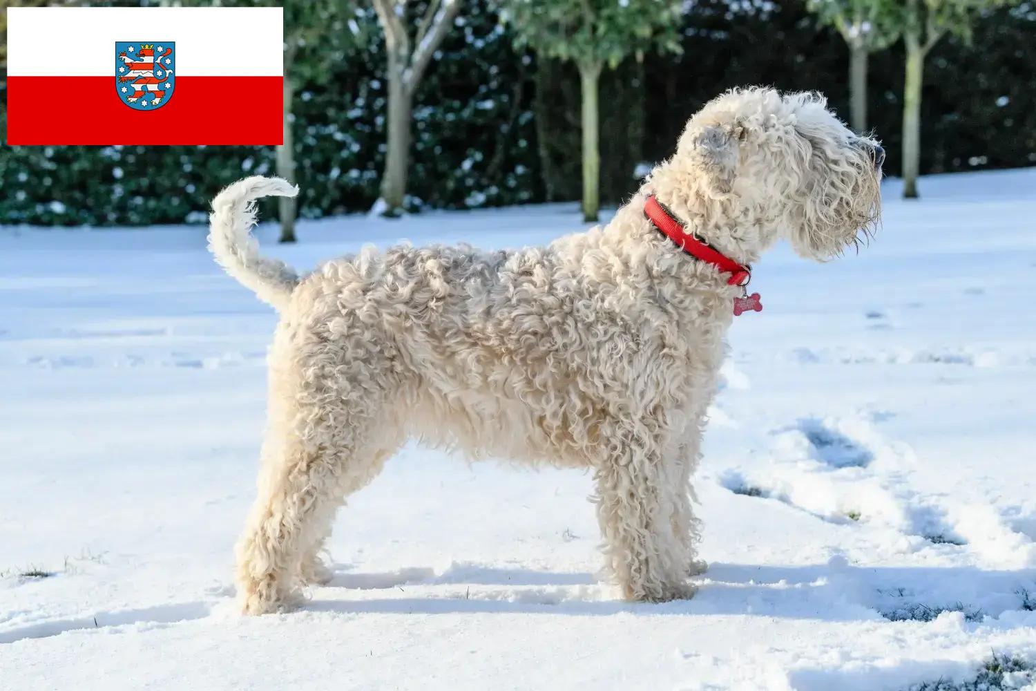 Read more about the article Irish Soft Coated Wheaten Terrier tenyésztők és kölykök Türingiában