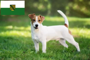 Read more about the article Jack Russell tenyésztők és kiskutyák Szászországban