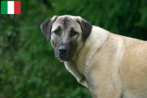 Read more about the article Kangal tenyésztők és kölykök Olaszországban