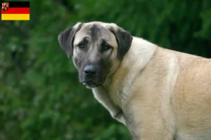 Read more about the article Kangal tenyésztők és kölykök Rajna-vidék-Pfalzban