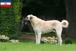 Read more about the article Kangal tenyésztők és kölykök Schleswig-Holstein tartományban