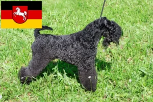 Read more about the article Kerry Blue Terrier tenyésztők és kiskutyák Alsó-Szászországban