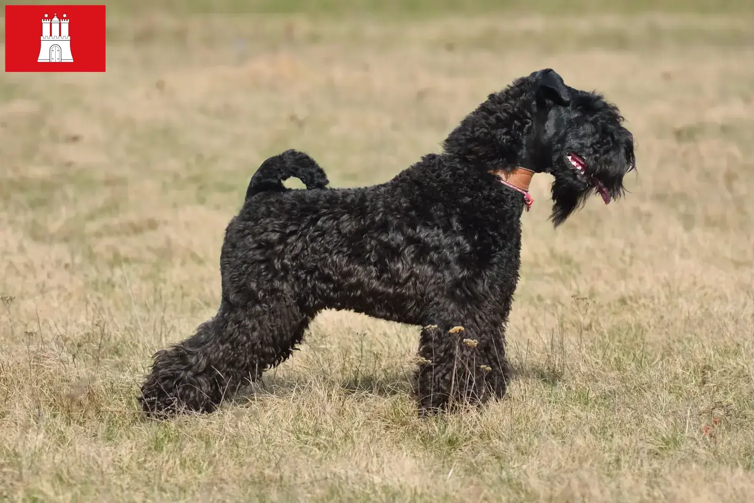 Read more about the article Kerry Blue Terrier tenyésztő és kölykök Hamburgban