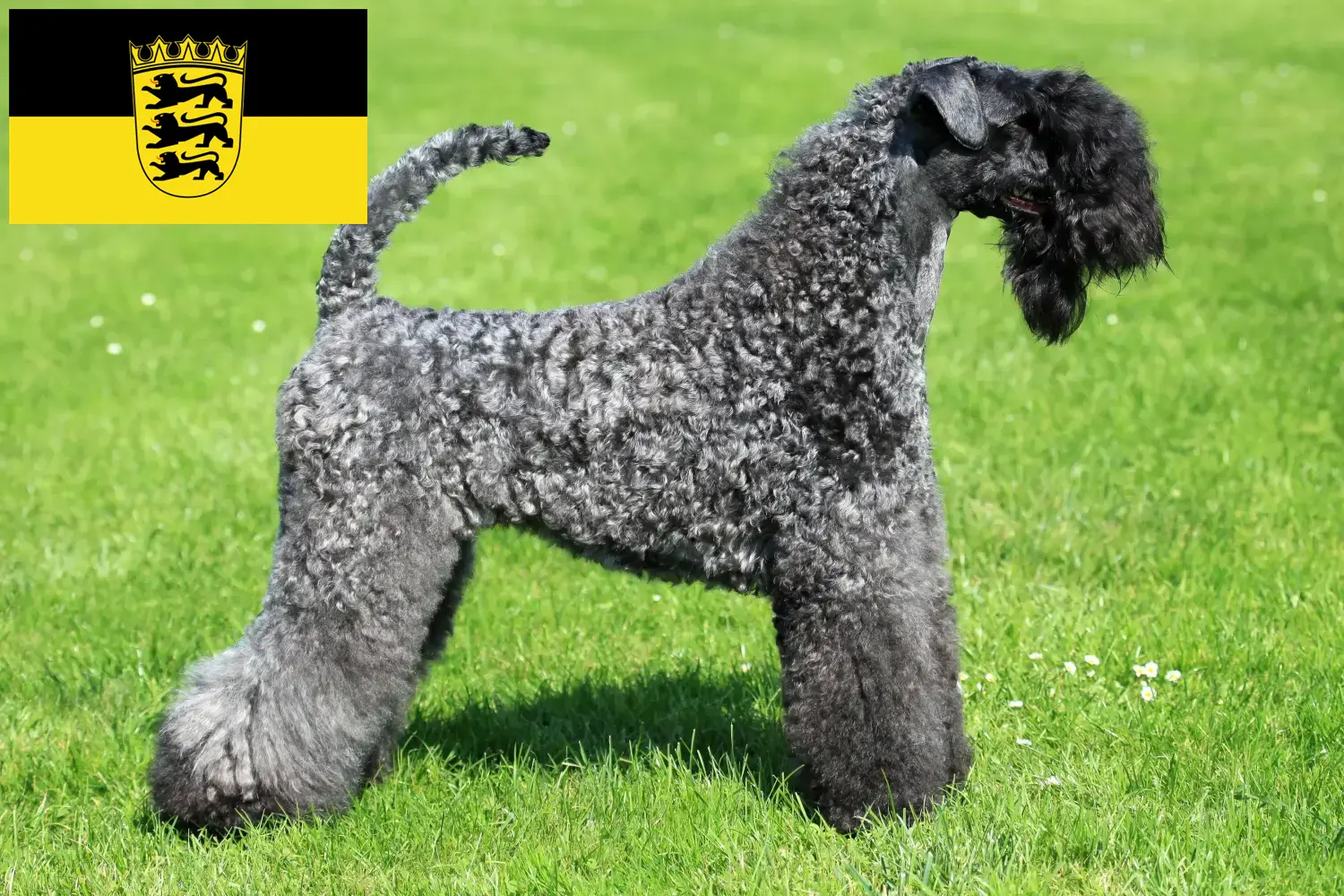 Read more about the article Kerry Blue Terrier tenyésztők és kölykök Baden-Württembergben