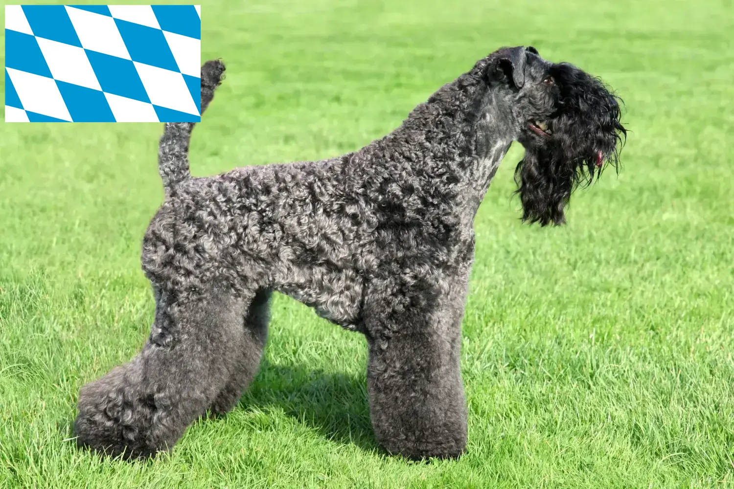 Read more about the article Kerry Blue Terrier tenyésztők és kiskutyák Bajorországban