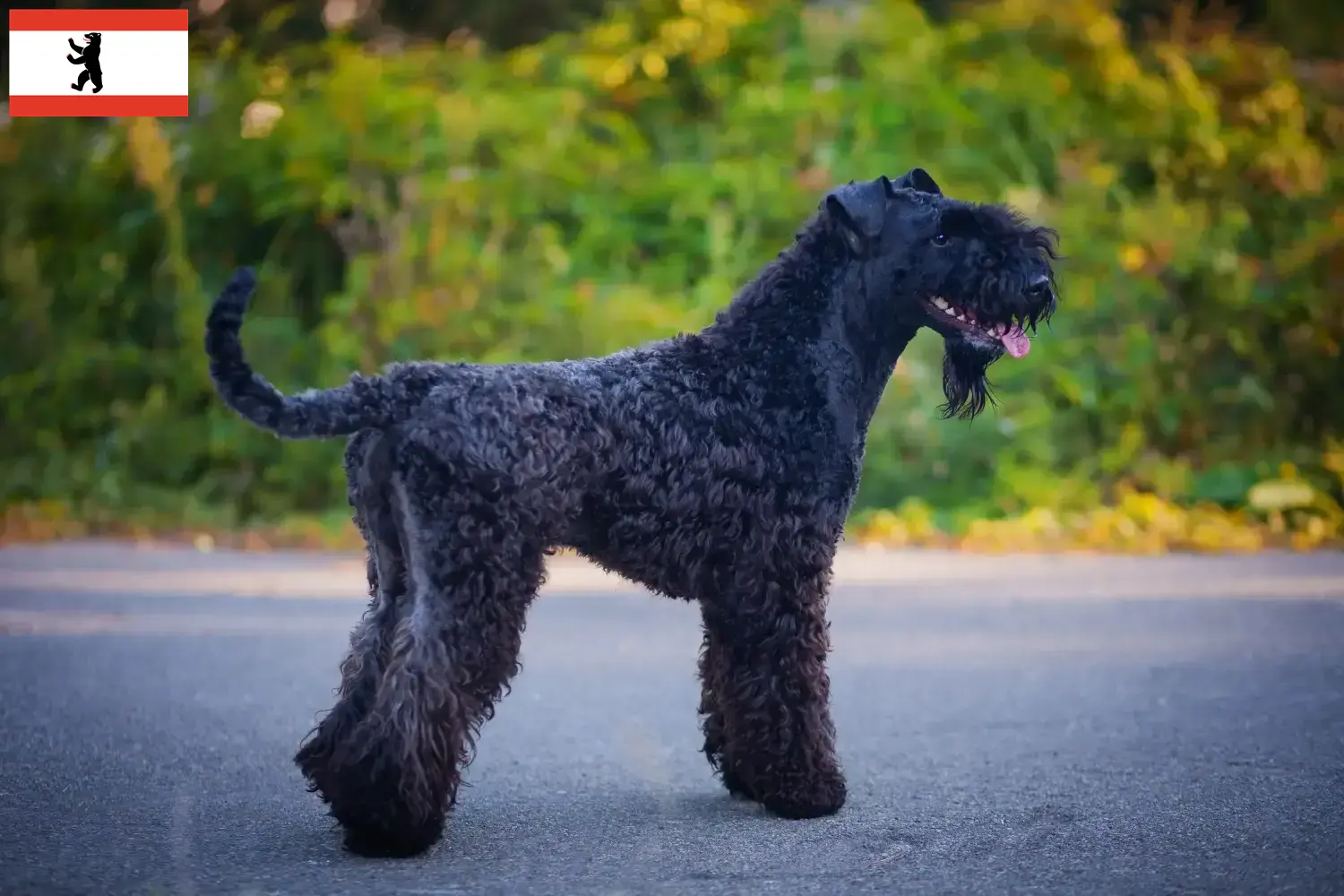 Read more about the article Kerry Blue Terrier tenyésztők és kiskutyák Berlinben