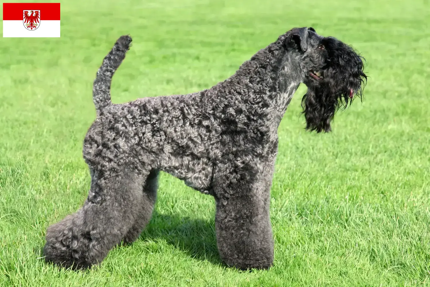 Read more about the article Kerry Blue Terrier tenyésztők és kölykök Brandenburgban