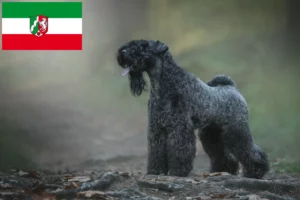 Read more about the article Kerry Blue Terrier tenyésztők és kiskutyák Észak-Rajna-Vesztfália területén