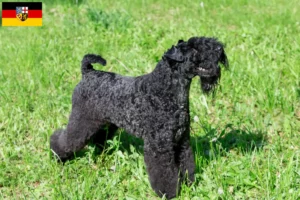 Read more about the article Kerry Blue Terrier tenyésztők és kölykök Saar-vidéken