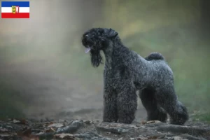 Read more about the article Kerry Blue Terrier tenyésztők és kiskutyák Schleswig-Holstein tartományban