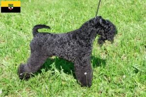 Read more about the article Kerry Blue Terrier tenyésztők és kölykök Szász-Anhaltban