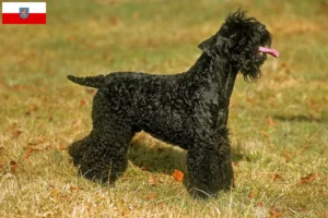 Read more about the article Kerry Blue Terrier tenyésztők és kölykök Türingiában