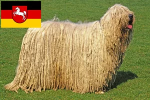 Read more about the article Komondor tenyésztők és kölykök Alsó-Szászországban