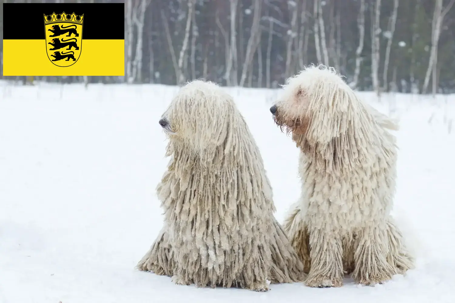 Read more about the article Komondor tenyésztők és kölykök Baden-Württembergben