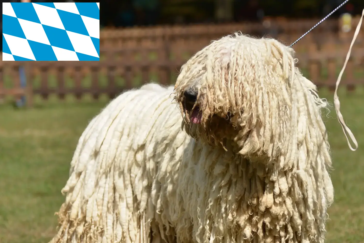 Read more about the article Komondor tenyésztők és kölykök Bajorországban