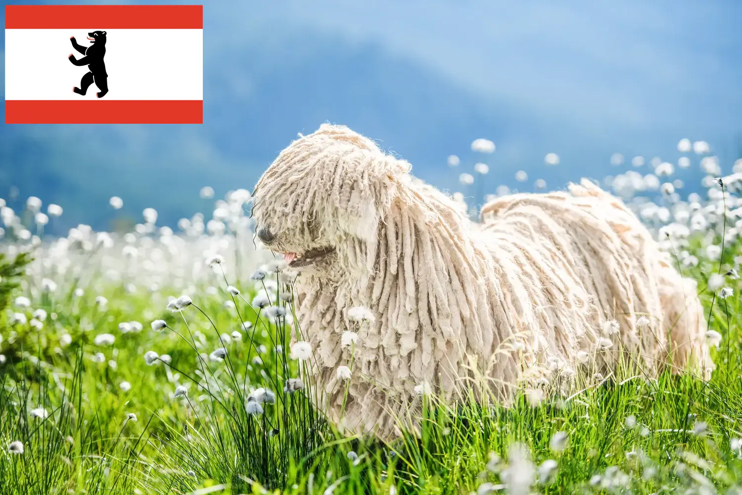 Read more about the article Komondor tenyésztők és kölykök Berlinben