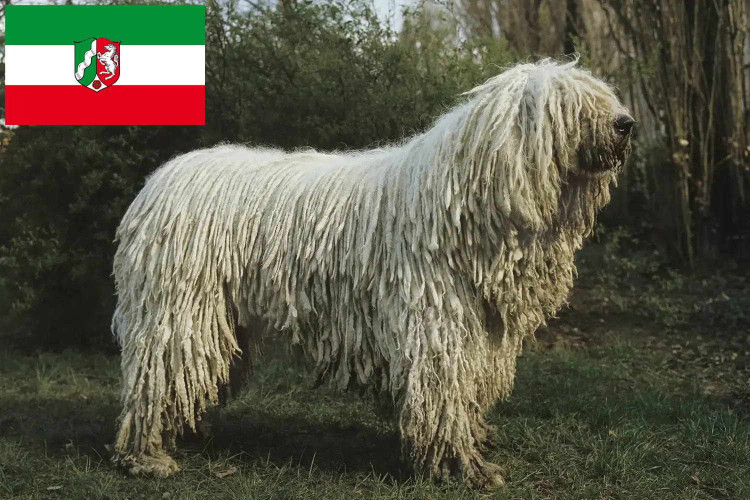 Read more about the article Komondor tenyésztők és kiskutyák Észak-Rajna-Vesztfália területén