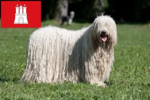 Read more about the article Komondor tenyésztők és kölykök Hamburgban