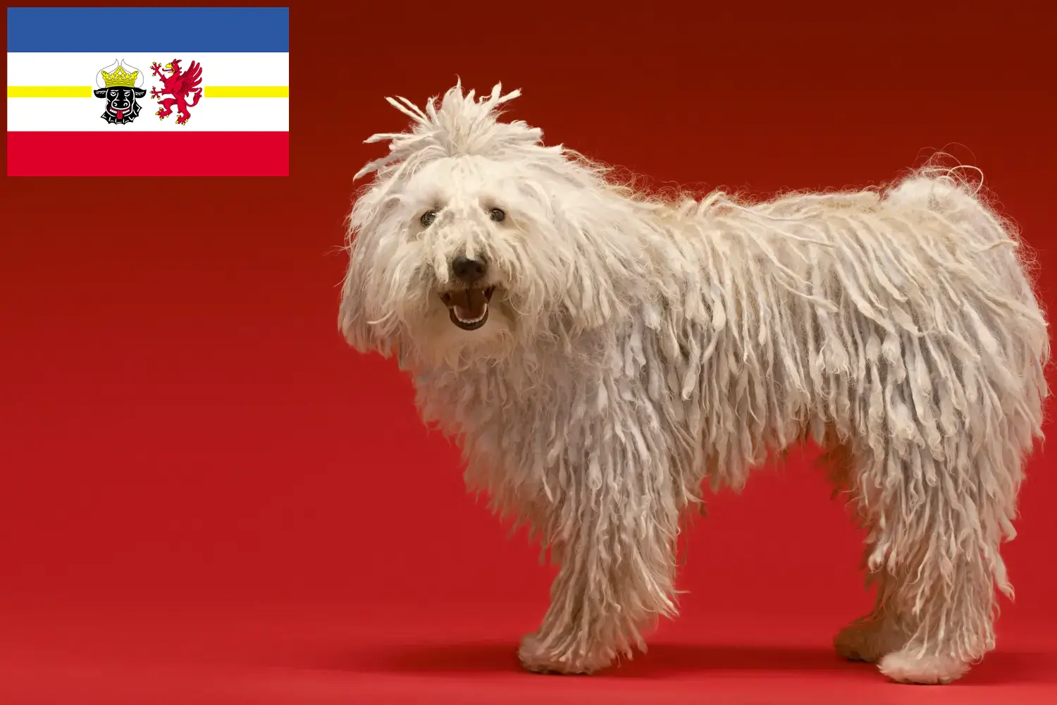 Read more about the article Komondor tenyésztők és kölykök Mecklenburg-Vorpommernben