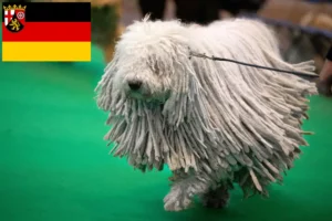 Read more about the article Komondor tenyésztők és kölykök Rajna-vidék-Pfalzban