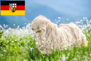 Read more about the article Komondor tenyésztők és kölykök Saarlandban