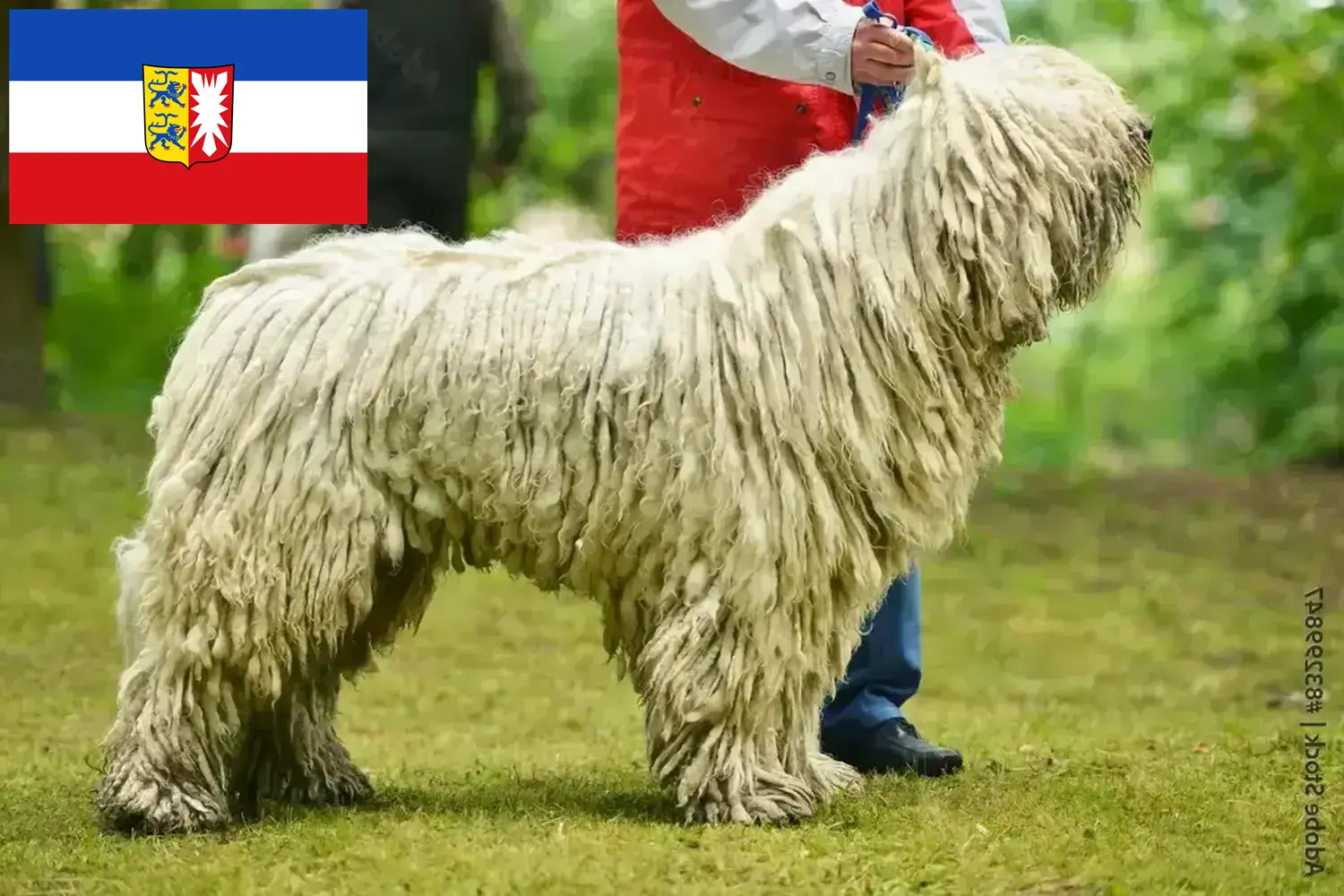 Read more about the article Komondor tenyésztők és kölykök Schleswig-Holsteinban