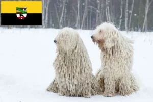 Read more about the article Komondor tenyésztők és kölykök Szász-Anhaltban