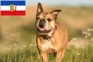 Read more about the article Kontinentális bulldog tenyésztők és kölykök Schleswig-Holstein tartományban