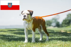 Read more about the article Kontinentális bulldog tenyésztők és kölykök Türingiában