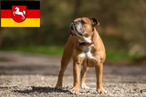 Read more about the article Kontinentális bulldog tenyésztők és kölykök Alsó-Szászországban