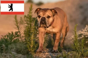 Read more about the article Kontinentális bulldog tenyésztők és kölykök Berlinben