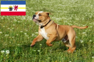 Read more about the article Kontinentális bulldog tenyésztők és kölykök Mecklenburg-Elő-Pomeránia tartományban