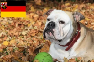 Read more about the article Kontinentális bulldog tenyésztők és kölykök Rajna-vidék-Pfalzban