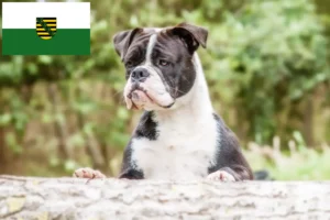 Read more about the article Kontinentális bulldog tenyésztők és kölykök Szászországban