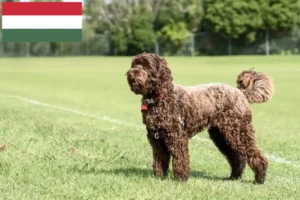 Read more about the article Labradoodle tenyésztők és kiskutyák Magyarországon