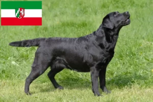 Read more about the article Labrador tenyésztők és kiskutyák Észak-Rajna-Vesztfália területén