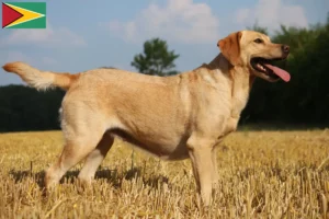 Read more about the article Labrador tenyésztők és kölykök Guyana-ban