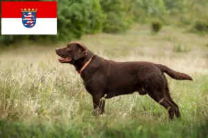 Read more about the article Labrador tenyésztők és kölykök Hessenben