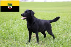 Read more about the article Labrador tenyésztők és kiskutyák Szász-Anhaltban