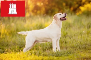 Read more about the article Labrador tenyésztők és kölykök Hamburgban