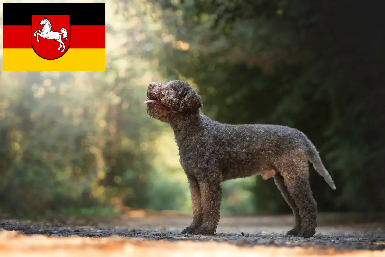 Read more about the article Lagotto Romagnolo tenyésztők és kiskutyák Alsó-Szászországban